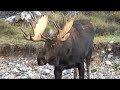 Big moose gets a drink