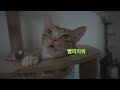 여비와 함께하는 아름다운 일상/경남고양이/길냥이/하지마라/4k