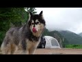 ☔ Dangerous Camping in Heavy Rain 🐕 Overnight with a dog in a truck docking tent | DEFENDER 130