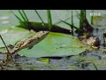 Nuestro mundo lleno de vida | Ranas atrapando libélulas | Detrás de cámaras | Netflix