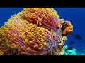 AQUARIUM 4K ULTRA HD [60FPS] - Relaxing Music With Underwater Wonders - Scenic Relaxation 4K