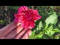 September Cut Flower Garden Update