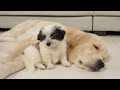 Stray Puppy  Picks A Golden Retriever As Her New Mom