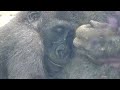 Mom Genki still treats nipple-sucking Kintaro as a baby. 【Kyoto Zoo, Gorilla,ゴリラ