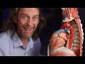 Cardiac plexus and pulmonary plexus anatomy