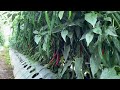 Cara Budidaya Tanaman Cabai Agar Berbuah Lebat Dan Subur  #petanicabe#indonesia
