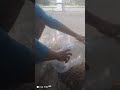 manfaatkan limbah plastik buat tanam cabe dan sayuran #videoviral