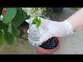 Propagation of hydrangea in a simple way, for a beautiful and elegant garden