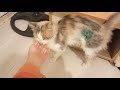Cat Under Anesthesia Effect - Hour by Hour after the Spay Surgery