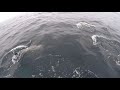Dolphins w/underwater sound Aug 2017