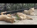 ПОСЛЕ НАПАДЕНИЯ белой львицы другие львы стали нас окружать и поощрять ее НАПАСТЬ СНОВА!