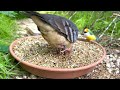 Aviary Birds | Finch Aviary | Softbills | Bird Sounds |  1 Hour | 4K