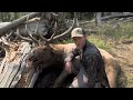 Grizzly Bear Stole My Giant Bull! Bow Hunting Elk | Beyond the Grid