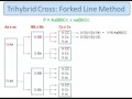 Genetics: Trihybrid Cross: The Forked Line Method