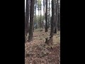 Bear vs.Elk