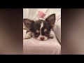 Most Adorable Teacup Chihuahua Compilation Video Ever