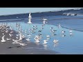 Seagulls at Talbot Beach North Florida