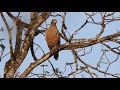 Crested-Serpent Eagle (Spilornis cheela) Regional Name: तुर्रेवाला सर्पगरुड