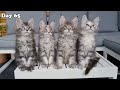 Maine Coon Kittens Growing Up | First 100 Days Of Their Lives!