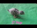 Baby budgie 1day to 30day growth stages ।