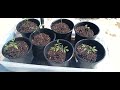 Putting Cherokee Purple Tomato Seedlings into Bigger Containers..