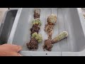 Rare Cactus Mega Unboxing (Ariocarpus, Mamillaria, Corypantha, Epithilantha and more!)