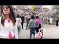 桜満開で外国人観光客が溢れる大阪城公園　2024年4月 Cherry Blossom in Osaka