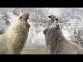 Best Polar Bear Moments | Part 1 | BBC Earth