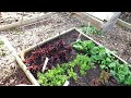 March Direct Sowing, Nursery & Greenhouse, & Seed Planning 3/8/24: Garden Ramblings Tips & Tour E-18