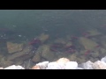 Shuswap River Sockeye Salmon Run 2014