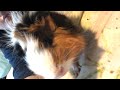 Icarus the fluffy piggies