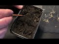 BEST Method! Germinate Your Seed In This CLOTH. HUGE Improvement Over Paper Towel Method!