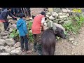 Himalayan Village Life | Nepal | beautiful Rural Village Life | Shepherd Food Cooking | Real Life |