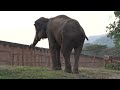 Elephant NamThip Get Warmly Welcome To Her New Sanctuary - ElephantNews