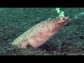 Mucky Secrets (full) - The Marine Creatures of the Lembeh Strait