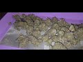 Purple Punch Cannabis Harvest