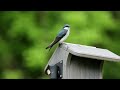 Tree Swallow  - Maryland 2024