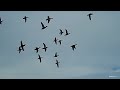 ULTIMATE Duck Hunt: How many species can you spot? (ShotKam Gen 3 videos)