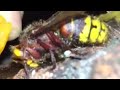 Wasp recovery