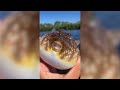 Lucky Fisherman Caught Something Incredible