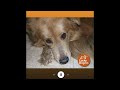 MooreS MDM555 Wk2 optional challenge: Lucky Dog Rescue Orlando