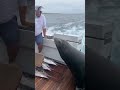 Sea Lion LEAPS onto Boat for Fish!