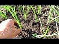 How to Plant Onion Transplants & Seeds, Spacing Strategies, Soil Set-Up, Fertilizing, & Watering