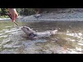 Let's chat while we all watch them camp out on the river with otter Aty! [Otter life]