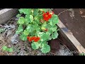 Diatomaceous earth on the celery, restringing my melon trellis and garden tour 7/19/24