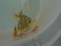 2 Redtailed catfish and Green Puffer fish