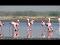 Graceful Displays: The Lesser Flamingo's Wing Stretching Sequence In 4K #birds #nature #wildlife