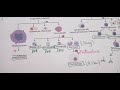 Origine des cellules immunitaires : Hematopoïèse