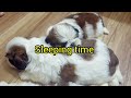 Shih Tzu Puppies Growing From 1 hour to 21 days Timelapse / शीहत्जू पप्पी की वृद्धि 1 से 21 दिन 🐕