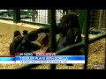 Toddler Plays With Gorilla: Caught on Tape | Good Morning America | ABC News